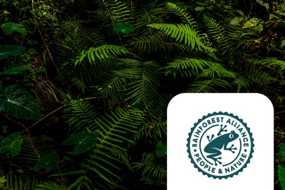 Certifications images rainforest