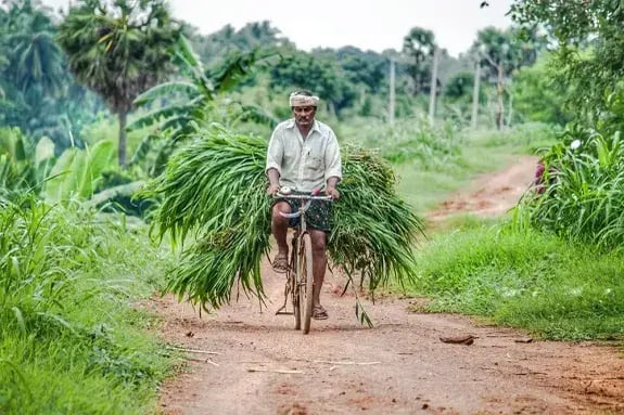 Ein Landwirt fährt mit einem Fahrrad, das mit frischem Grünfutter beladen ist, einen Feldweg entlang.