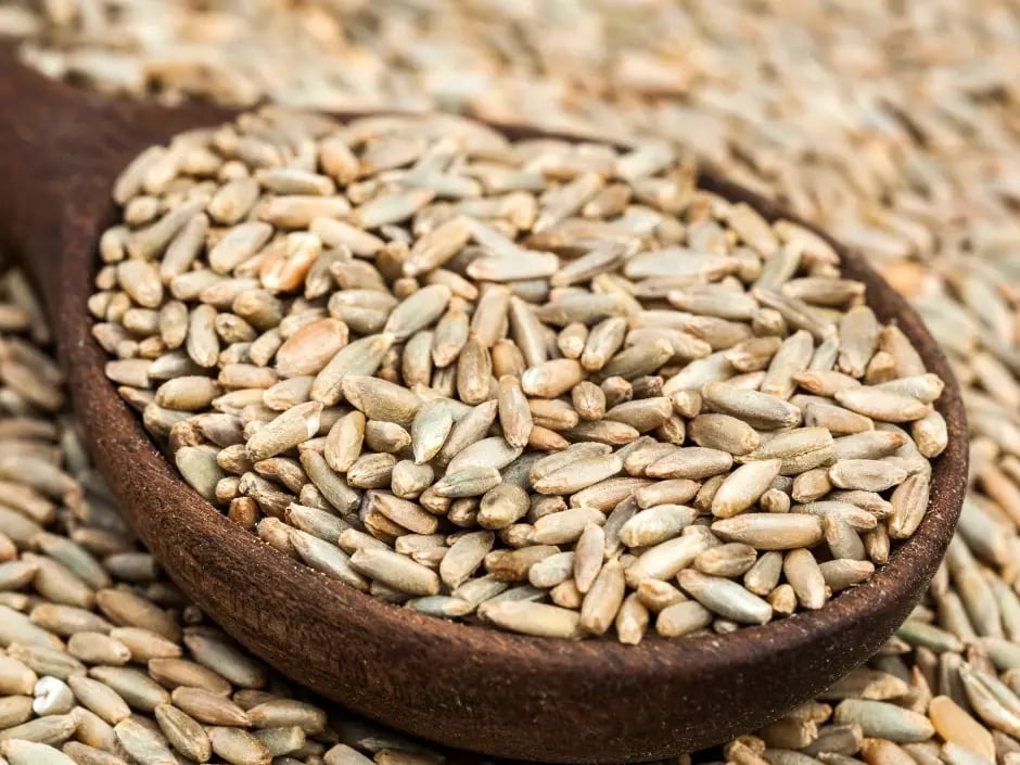 Close-up of whole grains used for distilling high-quality rye alcohol.