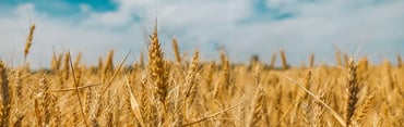What is the difference between anhydrous ethanol and extra neutral alcohol?
