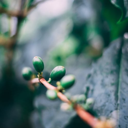 nedstar-coffee-nicaragua