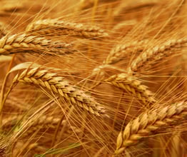 Regenerative Bio-Pflanzen in der Ethanolproduktion