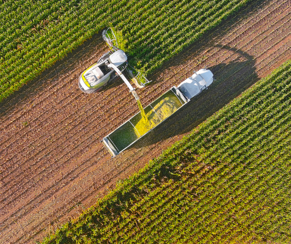 Vista aérea de una cosechadora trasladando cultivos recién cortados a un remolque en un maizal.
