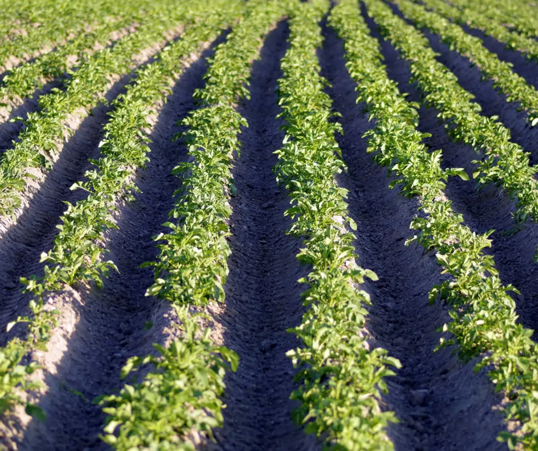 Potato-field-Nedstar