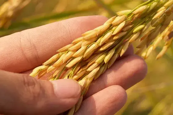 nedstar-raw-materials-grain-alcohol-closeup