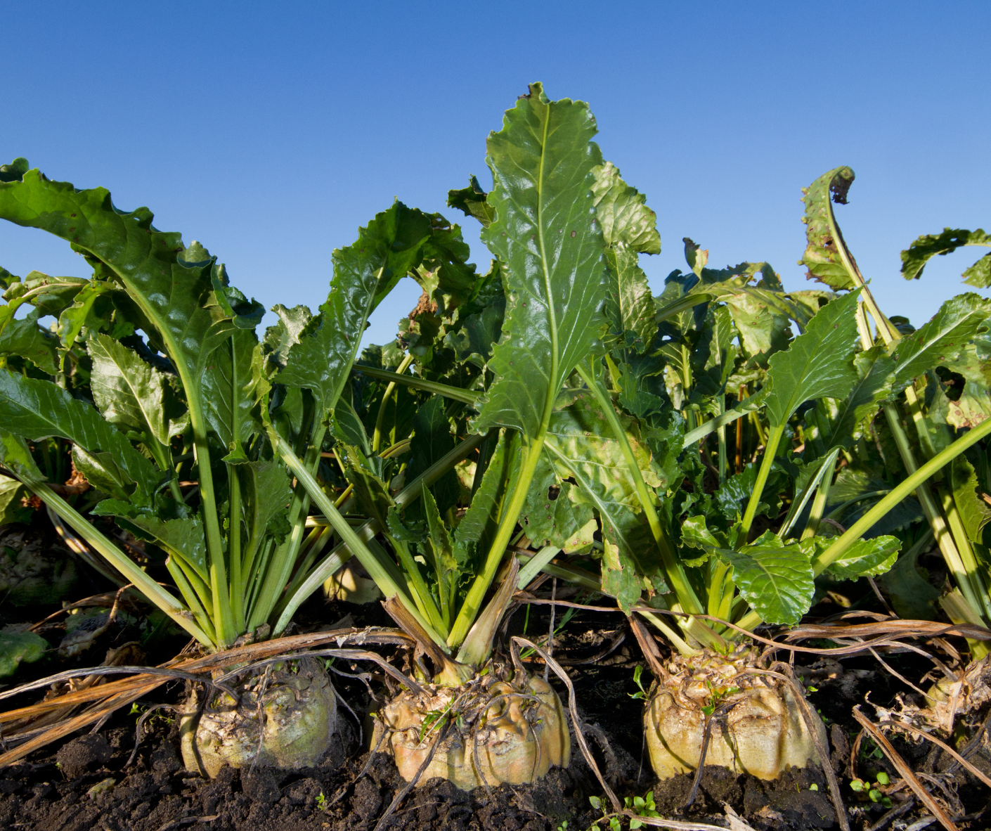 sugarbeet alcohol nedstar