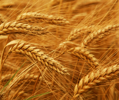 wheat field nedstar