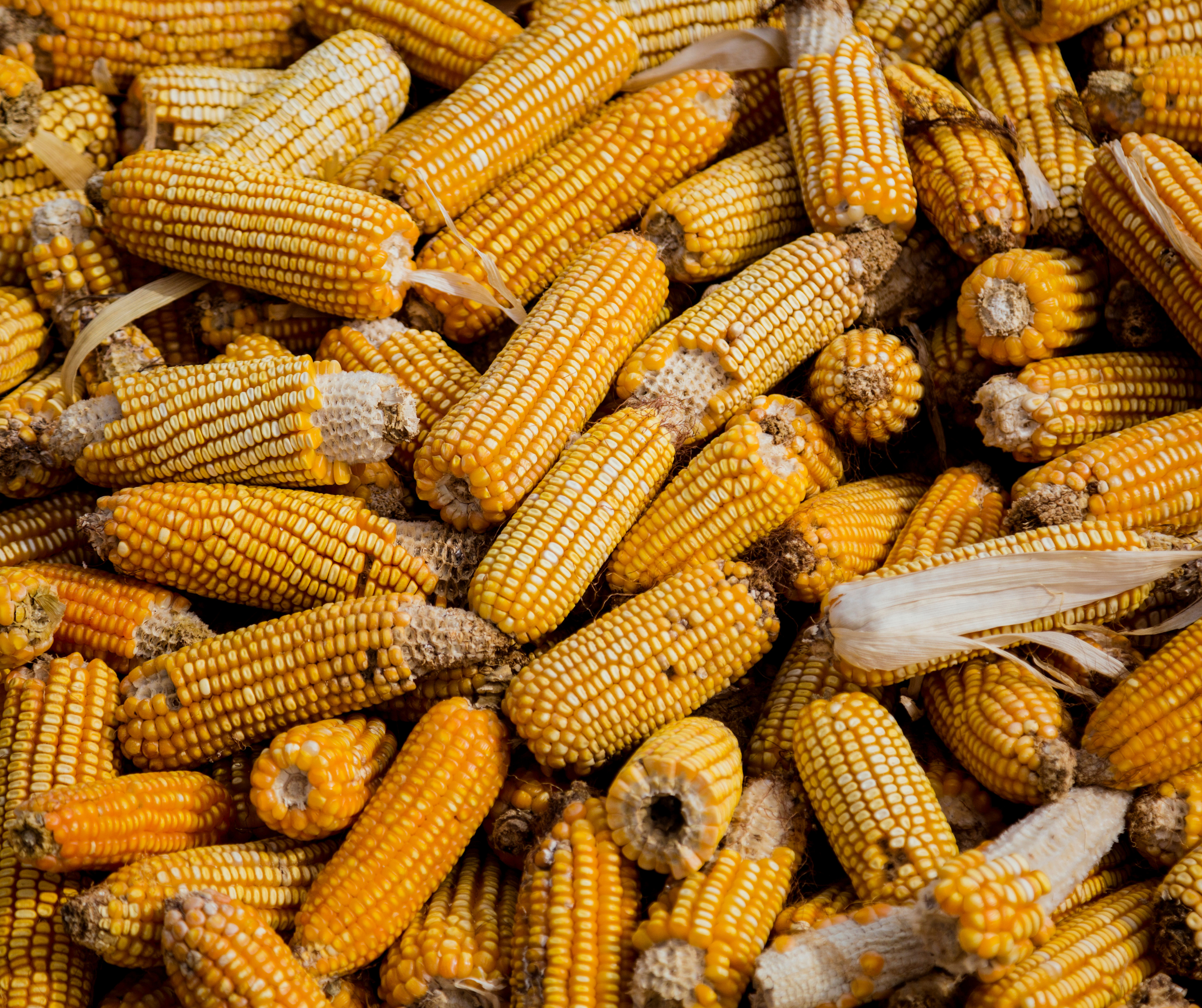 Nedstar Corn