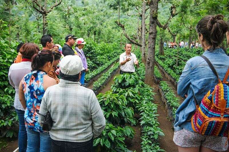 Nedstar-coffee-explanation