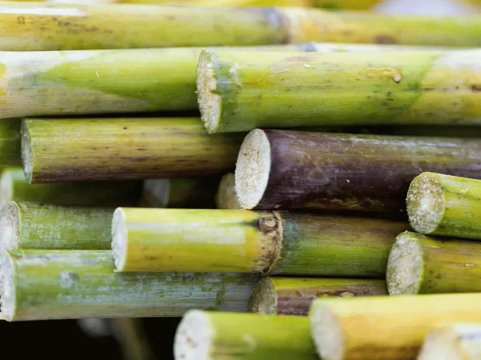 Freshly harvested sugar cane stalks, raw material for producing sugar cane alcohol.