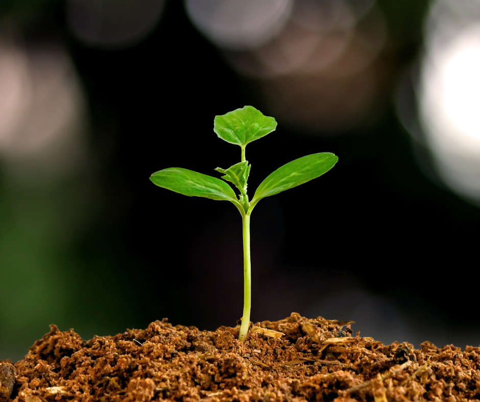 Young green plant sprouting from rich soil with a dark blurred background.