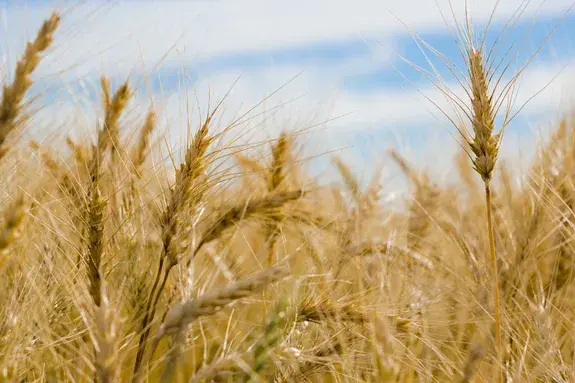 barley-alcohol-nedstar