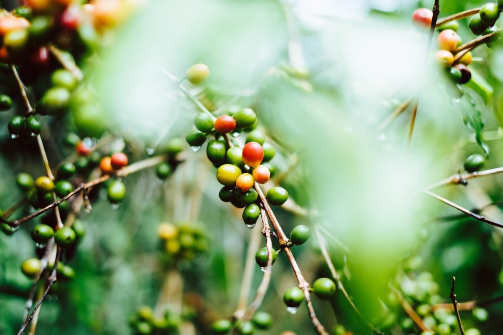 coffee_cherries_header