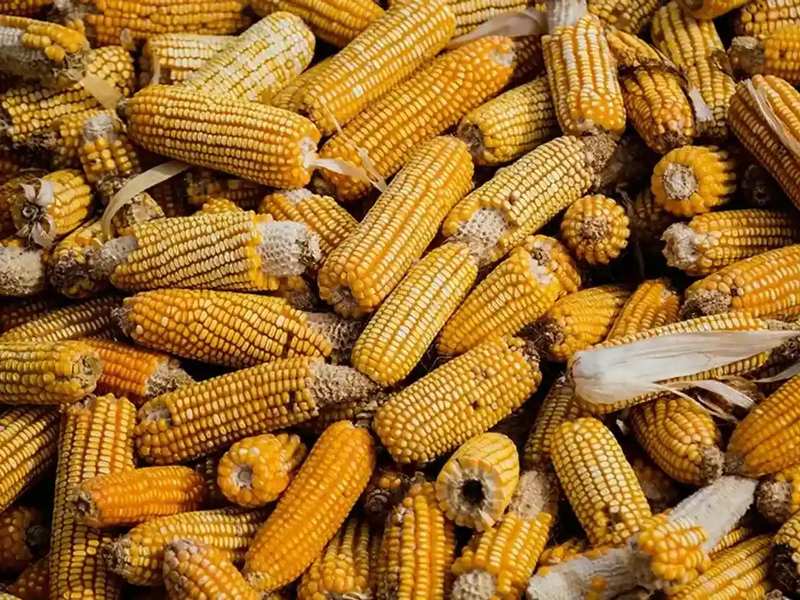 corn-alcohol