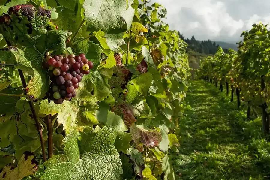 grape-fruit-ethanol