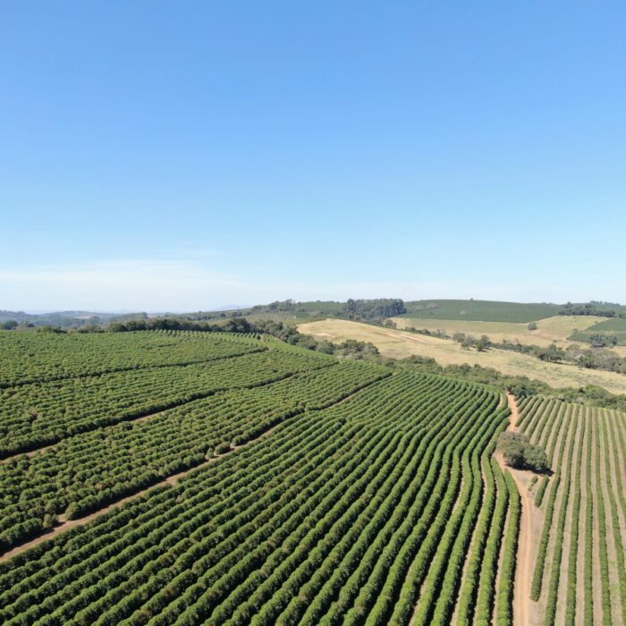 nedstar-brasil-café