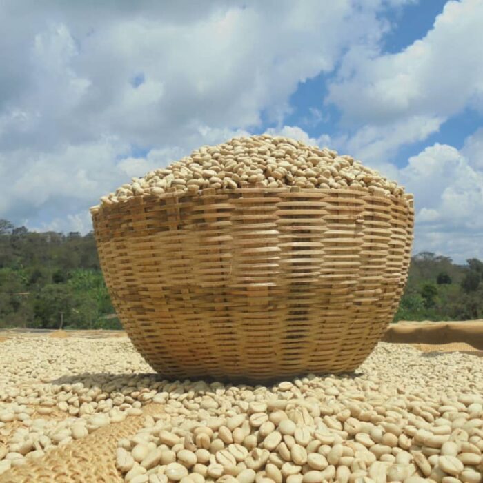 nedstar-coffee-ethiopia