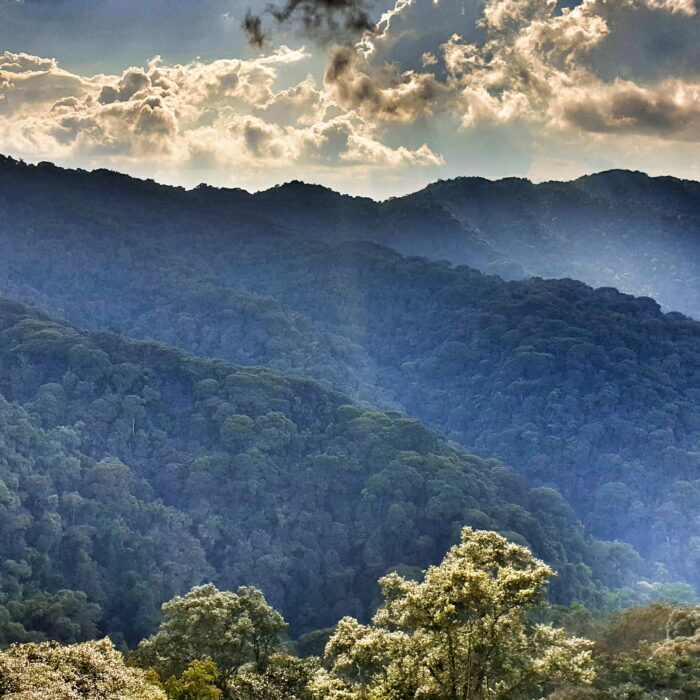 nedstar-café-rwanda