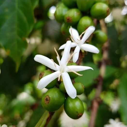 nedstar-café-uganda