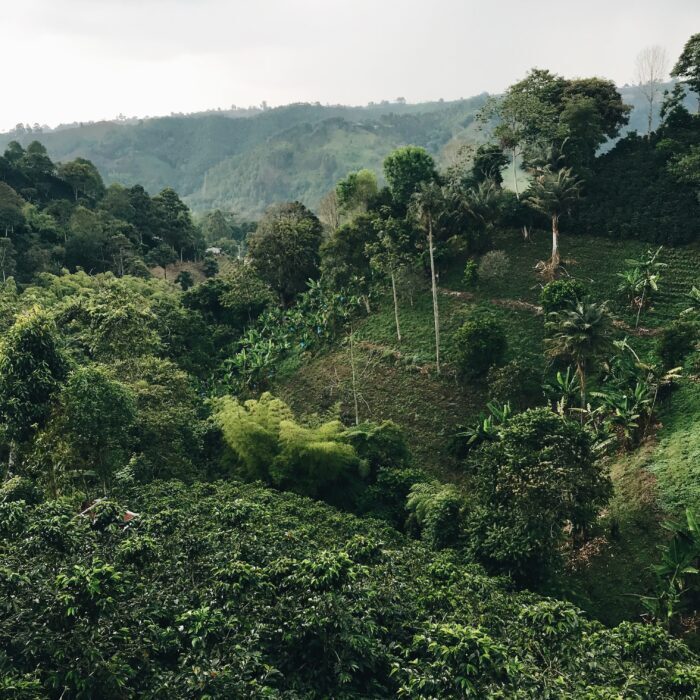 nedstar-colombia-café