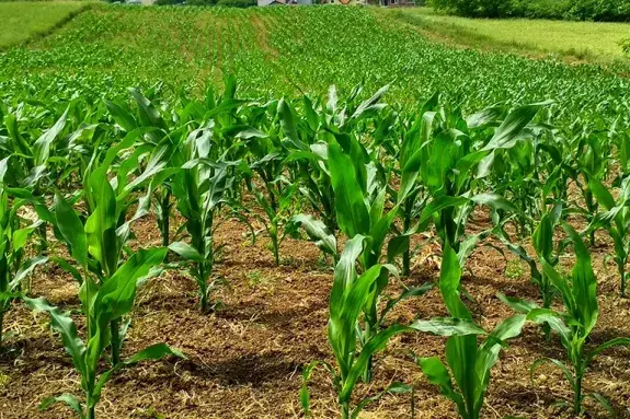 Young green corn plants growing in neat rows on a sunny field.