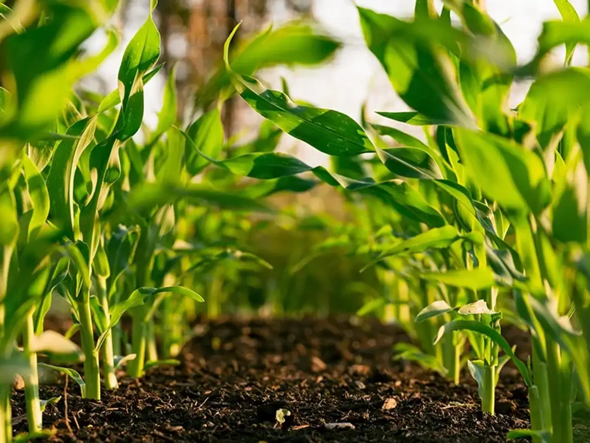 nedstar-organic-alcohol-field