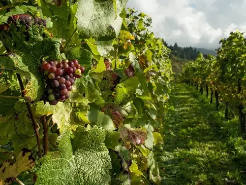 nedstar-organic-grape-landscape-crop (1)