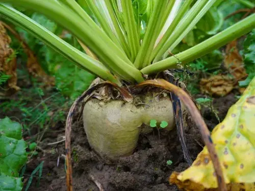 nedstar-raw-material-sugar-beet-ground