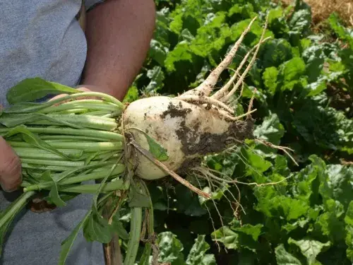 nedstar-raw-material-sugar-beet