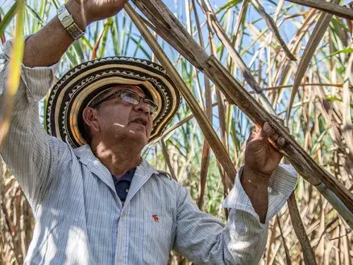 nedstar-raw-material-sugar-cane (1)