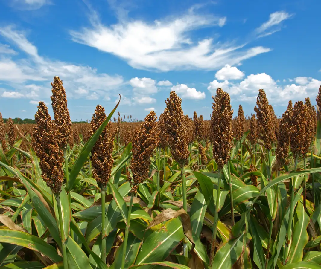 sorgho-nedstar baijiu