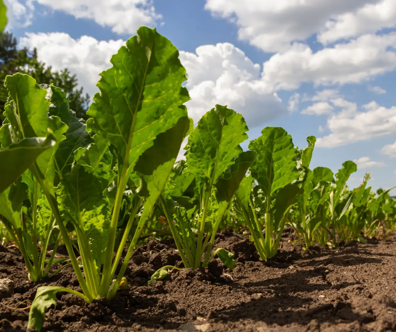 cultivo_remolacha_azucarera