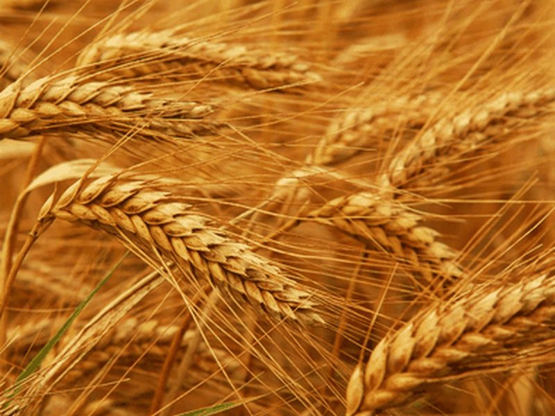 wheat-alcohol